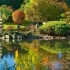 Japanski vrt: koje biljke biraju i kako zamijeniti ne -linirati